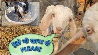 Pet Animals 🐃 life in Indian village 🐐