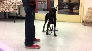 Kobe the black dobie's puppy tricks