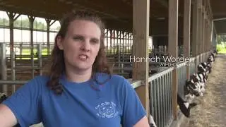 Bull Calves