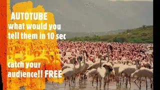 Best AI Automated Youtube Traffic System