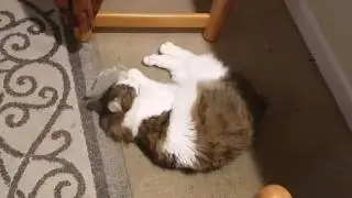 Beatrix plays w/ the bag the HyperNip came in