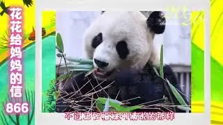 《花花给妈妈的信866》 熊美心善的花花啊～#来这里吸熊猫 #大熊猫和花 #大熊猫和花和叶 #熊猫花花 #大熊猫