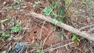 😨 Olha Isso! Formigueiro Cheio de Tanajuras Atacando Sem Piedade!😨 Olha Isso! .
