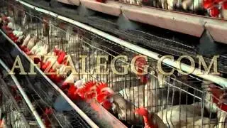 Afzal Egg Traders