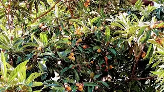 Loquat (Eriobotrya japonica) yield on various trees in Germany