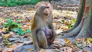 Follow the fluff 🐒✨ #FluffyMonkey #BabyVibes #MonkeyAdventures #WildlifeCute