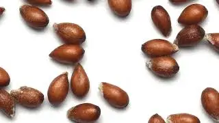 The Journey of Seed