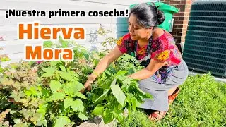😱VEAN NUESTRA PRIMERA COSECHA DE QUILETE O M&Aacute;S CONOCIDO COMO HIERVA MORA😋
