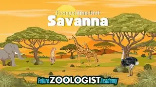 Savanna Ecosystems | How Plants and Animals Survive on the Savanna