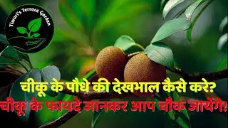 Chiku ke Paudhe ki Dekhbhal | Sapodilla Plant Care | Chiku ke Fayde #chiku #sapota #sapodilla