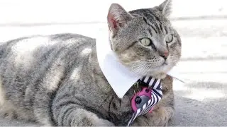 Relaxing cat video backyard bird singing ￼ASMR no music 2/17/2025