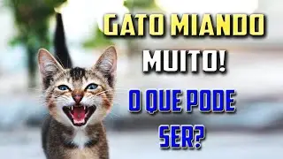 Gato MIANDO MUITO! Entenda o que seu GATO está tentando te dizer.