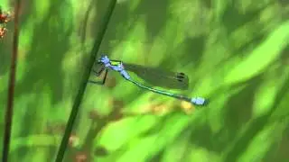 emerald damselfly wiggling abdomen
