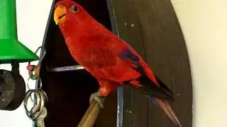 Sparky the Smartest Talking Red Lory Bird In The World, offers you a beer!!!