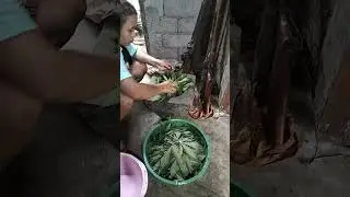Memasak daun ubi tumbuk dicampur dengan ikan patin gaes
