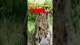 Cheetah: Pelari Tercepat di Bumi! 🌍