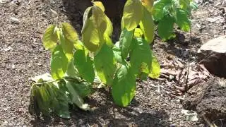 Indigenous Herbal Medicines (Anticancer activity): Pankaj Oudhia's Medicinal Plant Database-9949