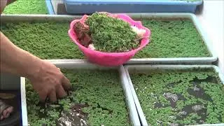 Mengapa Budidaya Azolla Menjadi Sarang Nyamuk dan Banyak Jentik-Jentiknya?