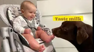 CUTE DOG REACTION TO BABY CRYING 😭