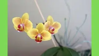 Is it Time to Repot and Put Its Aerial Roots Into the container?? | Orchid Growing Care Tips