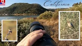 POV BIRDING in the MOUNTAINS of Southern CALIFORNIA (California Part 6)