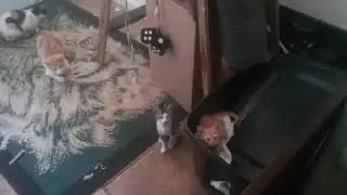 CAT FAMILY REUNION!