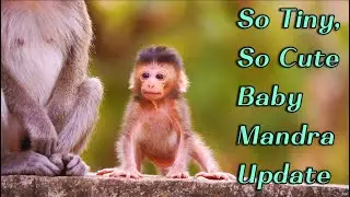 Mama Monkey Manda Daily Care 💕  Baby Mandra Learning to Walk Step by Step So Adorable!