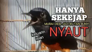 MURAI BATU GACOR bikin Lawan Emosi jadi NYAUT BUNYI BONGKAR MATERI ISIAN Ampuh buat PANCINGAN MURAI 