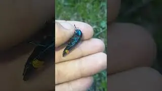Jewel Beetle (Buprestidae) from Brazil