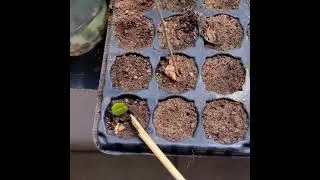 Como germinar sementes de Ipê Rosa.