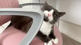 my cat steals my chair