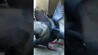 cool fight between two male pigeons#pigeon #wildpigeon #pigeonslovers #azadimubarak