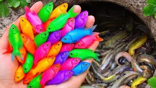 Catching colorful aquarium fish in small pond | blue guppies, koi, rare fish