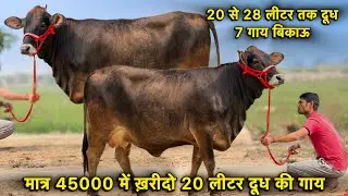 मात्र 45000 से दाम,20 से 28 लीटर तक दूध👌7 गाय बिकाऊ👌Breed & Cross Breed Cows For Sale 