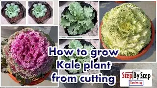 How to grow Ornamental Kale plant from cutting//Kale plant propagation