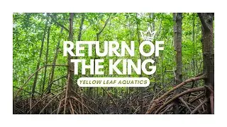 Mangrove Lagoon Vlog Episode 1: Return of the King