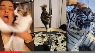 Ultimate Dogs And Cats Compilation 🤣 - Best Funny Animal Videos 2023 😇 #5