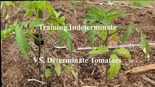 Training Different Types of Tomatoes