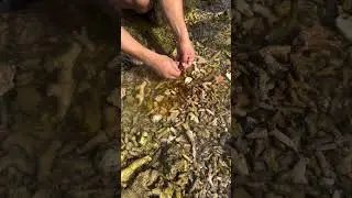 Catching Small Sea Fish  Crabs in Shallow Water | Amazing Coastal Fishing