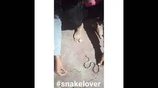 #Banded kukri and their baby snake