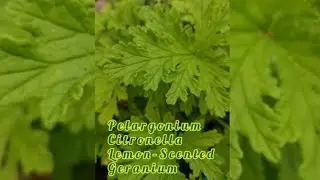 The Citronella Plant | Lemon Scented Pelargonium Geranium 🍀🍋🪴
