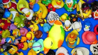 COLECCIÓN DE PATOS DE HULE | PATITOS DE GOMA