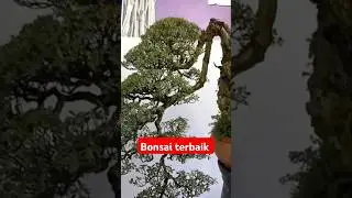 Bonsai terbaik #shorts #bonsai #garden
