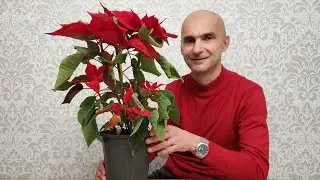 Рождественская звезда - ПУАНСЕТТИЯ + пересадка КРАССУЛЫ нового сорта