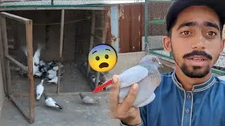 Andhara Ka Time Bhayanak Gola Kabootar Pkra😨 || New Kabootar Khola Urr Gea😛. #itspigeonlover