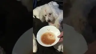Good nutrition, helps the puppies grow well.