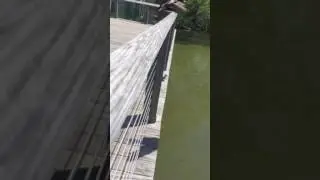 Baby ducklings jumping into water to follow their mother. high dive!