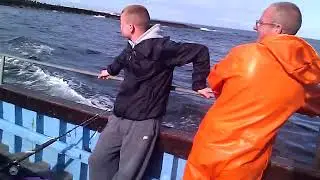 Feeding the seagulls 2012