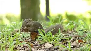Plantain squirrel aka red-bellied squirrel