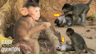 Super Fun!Cute Baby Quinton Monkey Happy Fighting With Baby Prince Monkey